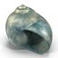 Sea Shells Collection 9 3D model