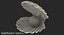 Sea Shells Collection 9 3D model
