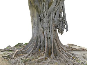 A Giant Tree In The Jungle