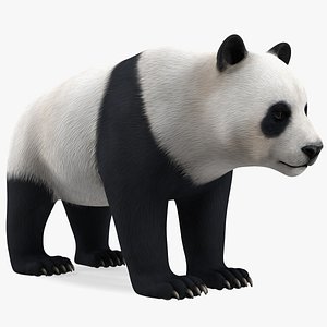 3D Giant Panda Rigged for Cinema 4D model