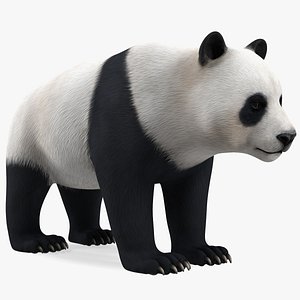 Giant Panda Rigged for Cinema 4D