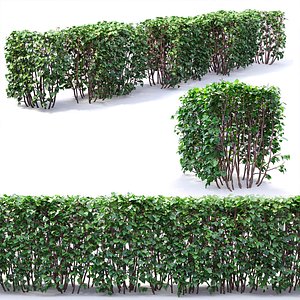 3D hedge bush model