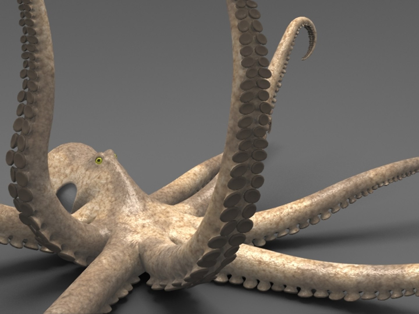 Octopus Fbx