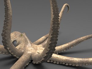 octopus fbx