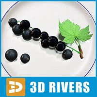 Black currant by 3DRivers
