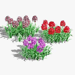 3D Sweet William Flander Variety 3D Plant