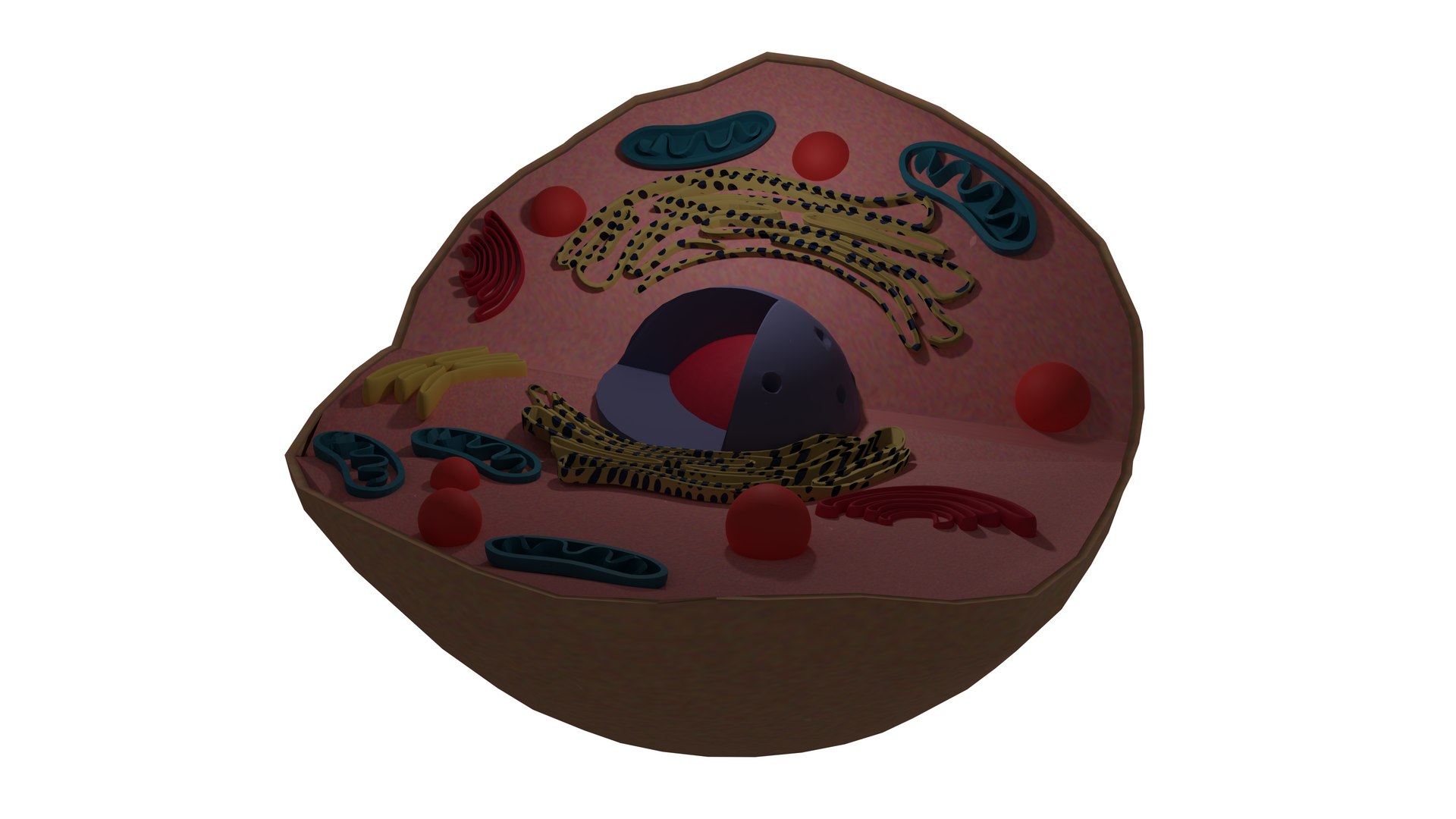 核孔复合体模型图片
