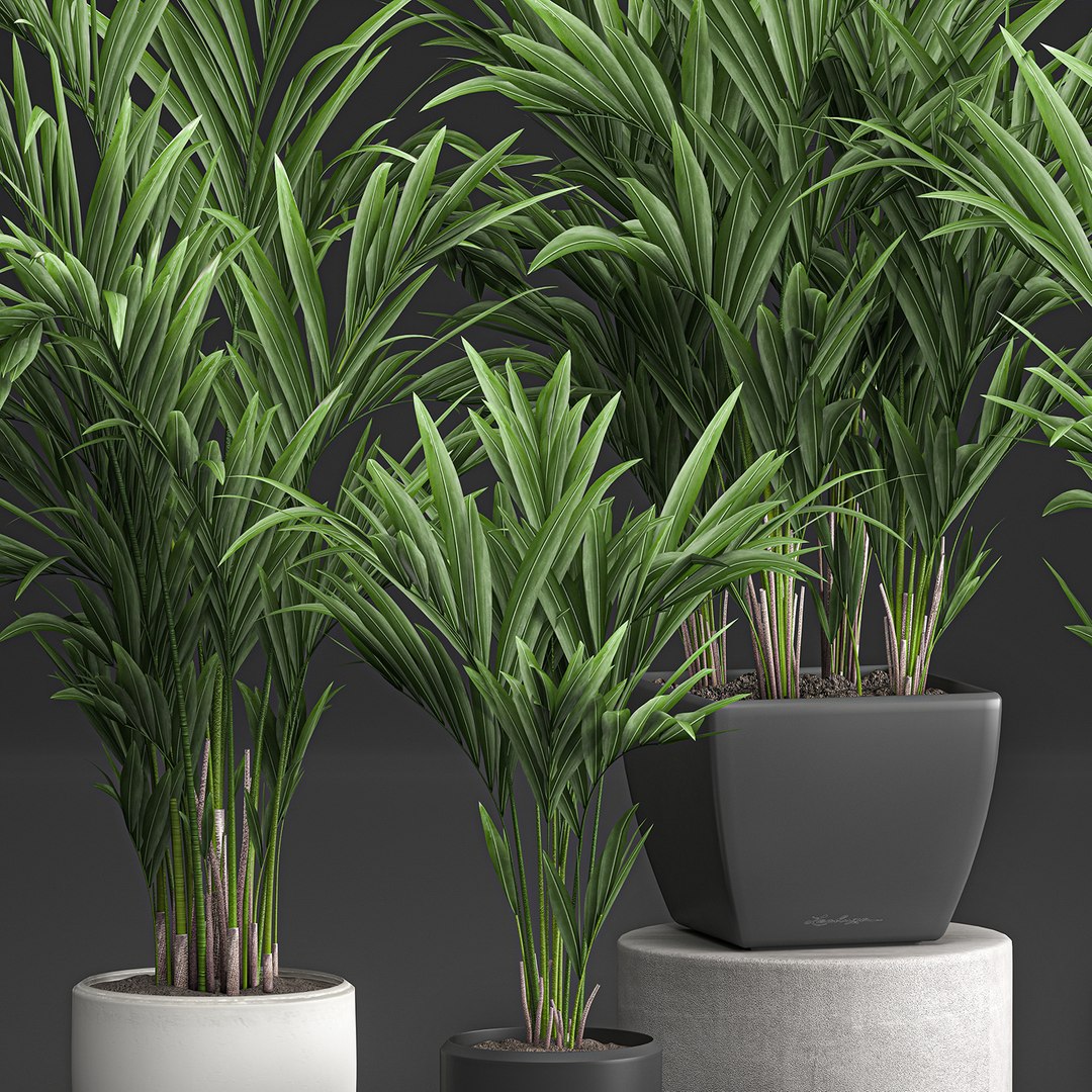 decorative palm white model https://p.turbosquid.com/ts-thumb/RQ/hNlxAo/9QNEFUKz/palmset0406202002/jpg/1591370029/1920x1080/fit_q87/5be0528e4e3849840737b24905e29d3a262ef868/palmset0406202002.jpg