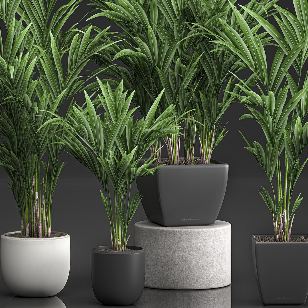 decorative palm white model https://p.turbosquid.com/ts-thumb/RQ/hNlxAo/BXZMIzca/palmset0406202001/jpg/1591370029/1920x1080/fit_q87/4a2a61223e4e50cd566b40b9a0c7e10c403577b4/palmset0406202001.jpg