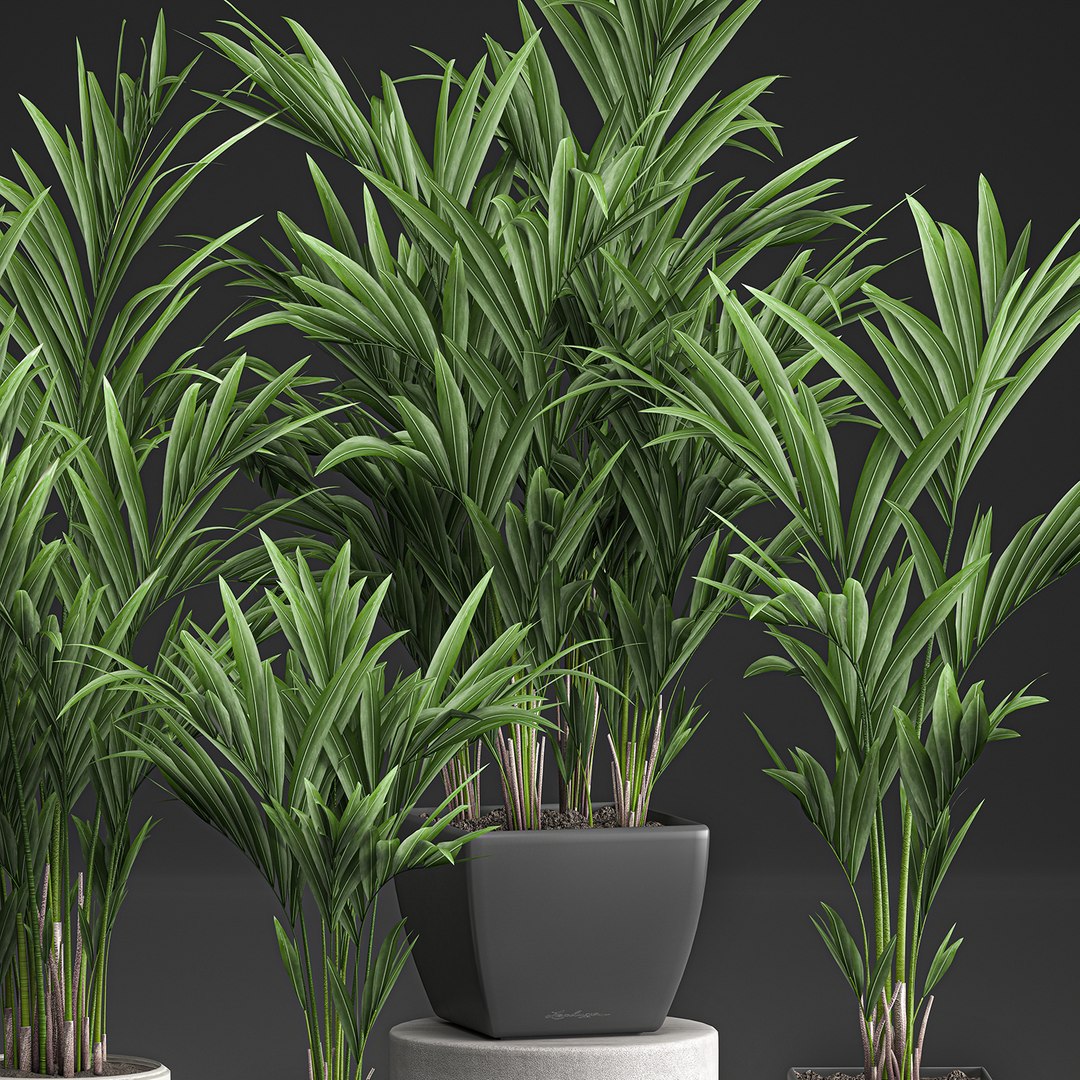 decorative palm white model https://p.turbosquid.com/ts-thumb/RQ/hNlxAo/LVmdPiee/palmset0406202003/jpg/1591370029/1920x1080/fit_q87/e8f08c47d717cfc098c87aef835cc32bc52c6609/palmset0406202003.jpg