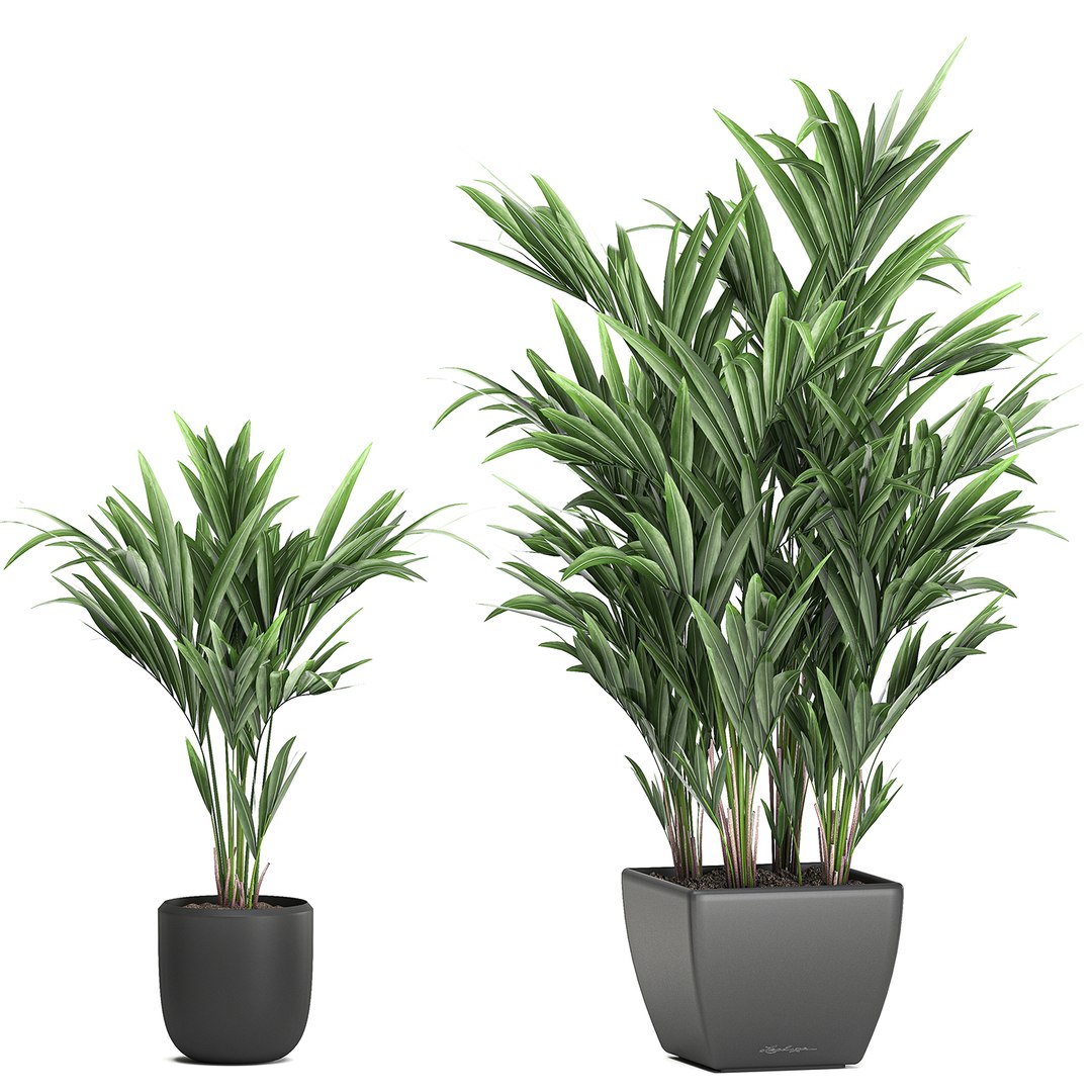 decorative palm white model https://p.turbosquid.com/ts-thumb/RQ/hNlxAo/PJL6wDC2/palmset0406202005/jpg/1591370029/1920x1080/fit_q87/e8d702a4c2236d4e66a40cde04b7e16bffe02471/palmset0406202005.jpg