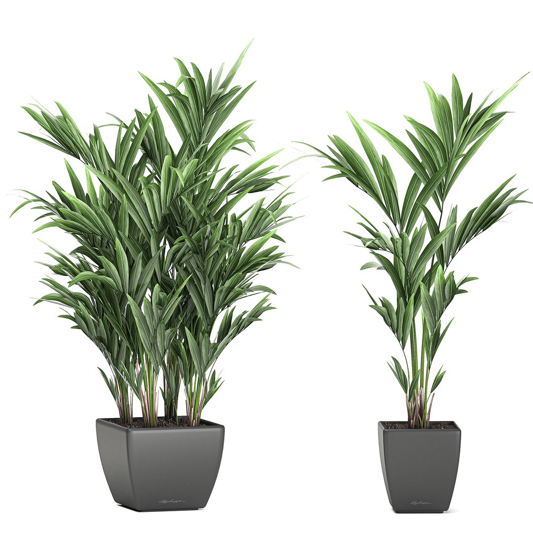 decorative palm white model https://p.turbosquid.com/ts-thumb/RQ/hNlxAo/WvzMCXi5/palmset0406202006/jpg/1591370029/1920x1080/fit_q87/6abd633f36fad008b7aa5834c120850fcb2e8621/palmset0406202006.jpg