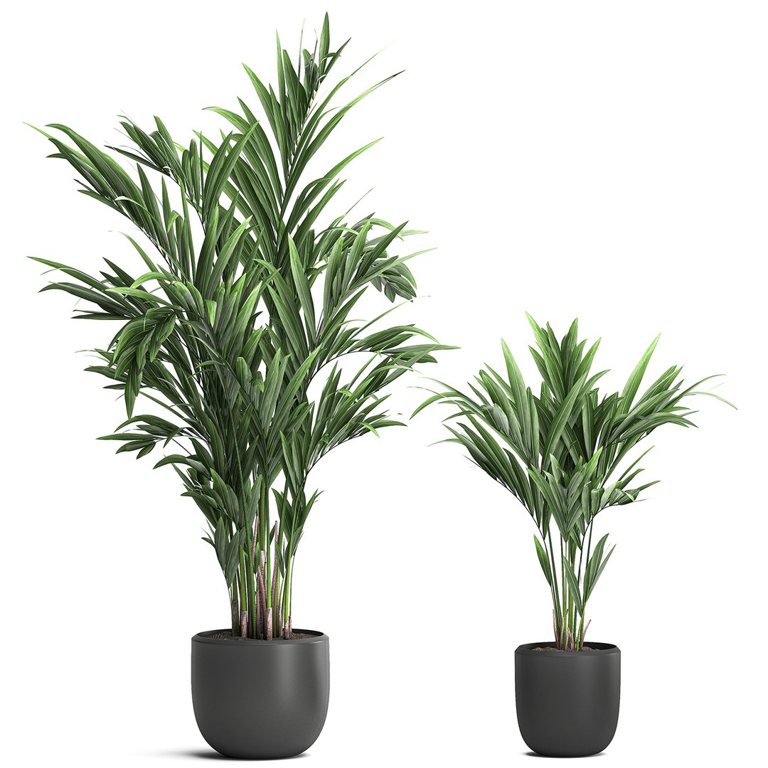 decorative palm white model https://p.turbosquid.com/ts-thumb/RQ/hNlxAo/iKiJLpFT/palmset0406202004/jpg/1591370029/1920x1080/fit_q87/10ec17edf0f580413a6898fdef7cc86a3cd79d85/palmset0406202004.jpg
