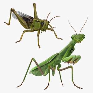 grasshopper mantis rigged 3D model