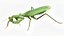 grasshopper mantis rigged 3D model