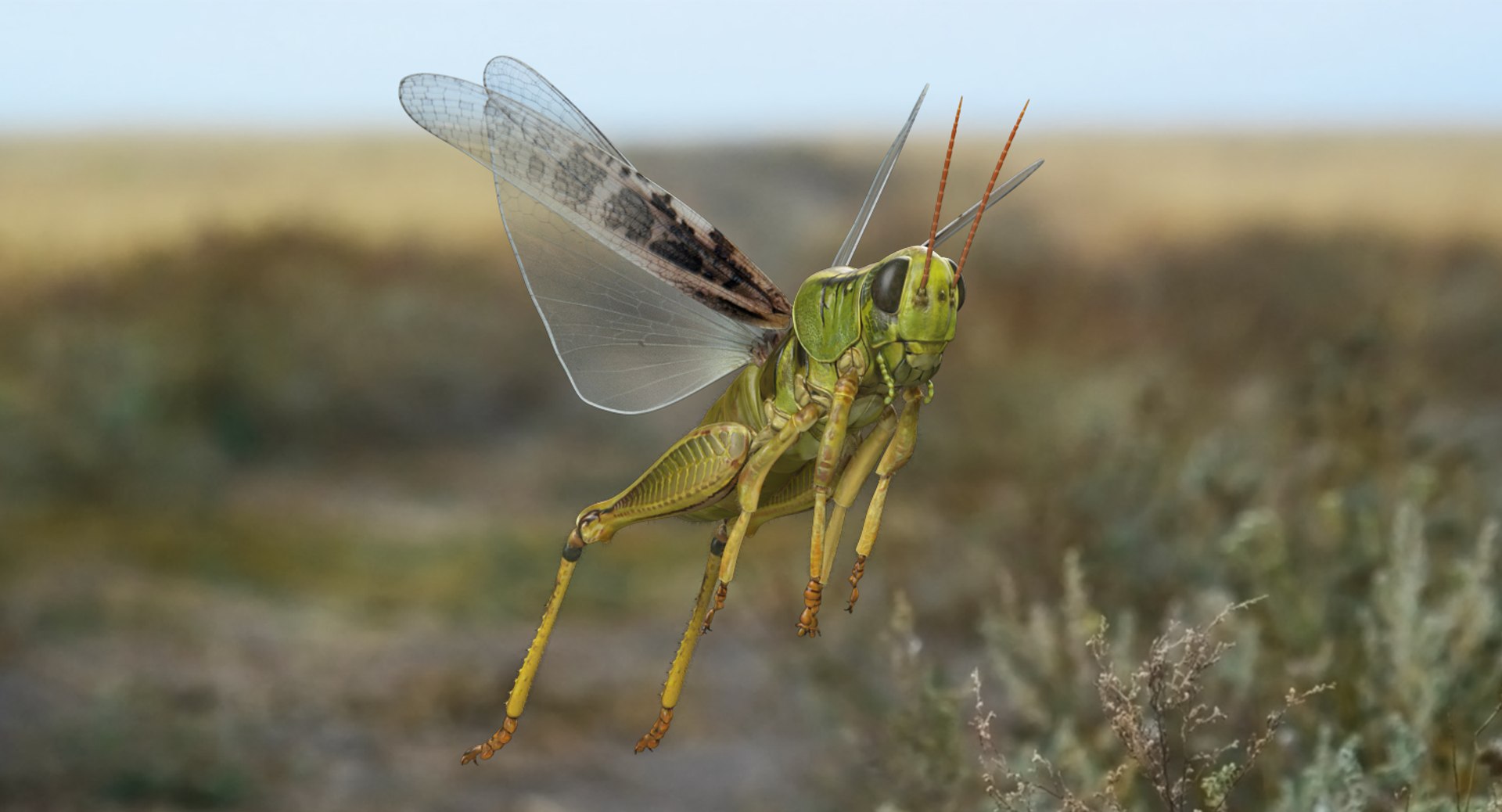 Grasshopper and Mantis Rigged Collection for Maya 3D model preview