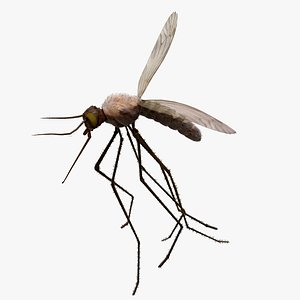 Mosquito Female Anopheles Animated 3D model
