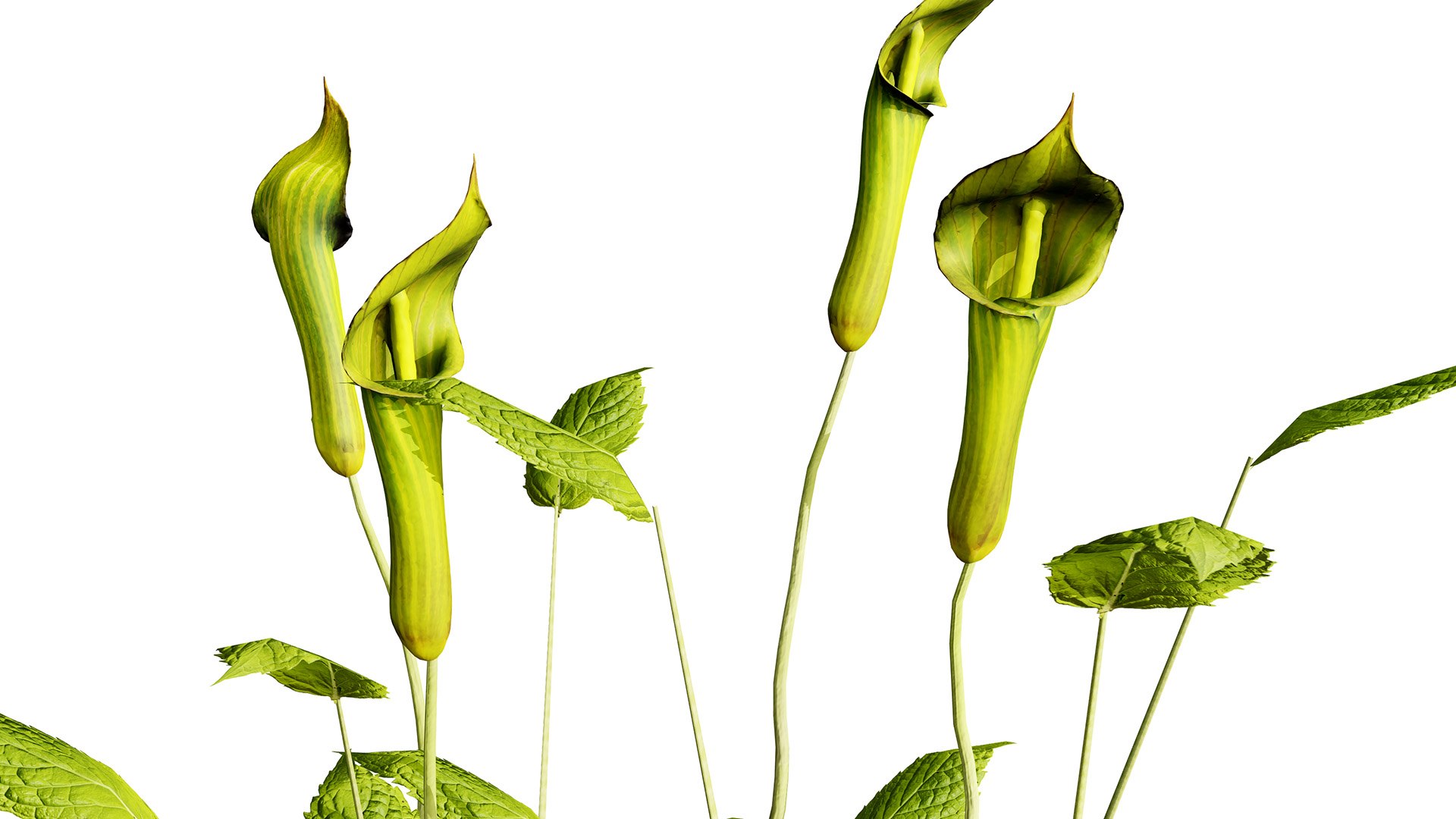 Game-Ready North American Wildflowers model https://p.turbosquid.com/ts-thumb/RQ/t4B6Yq/NM/jackinthepulpitz32l/jpg/1781122052/1920x1080/fit_q87/1087e94dabfac9a80b2ba6ea6b34553de8e4549f/jackinthepulpitz32l.jpg