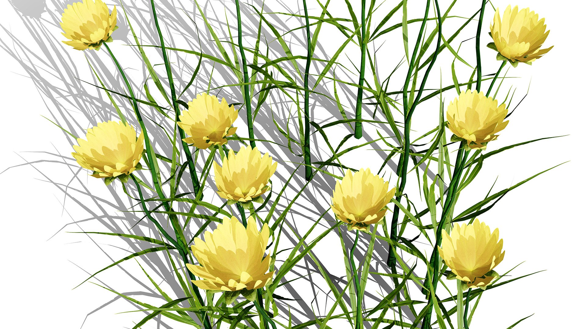 Game-Ready North American Wildflowers model https://p.turbosquid.com/ts-thumb/RQ/t4B6Yq/lV/goatsbeardyellowz32l/jpg/1781122052/1920x1080/fit_q87/78f0b08927ff0d4dfdbc7b73e01c4537a390aaec/goatsbeardyellowz32l.jpg