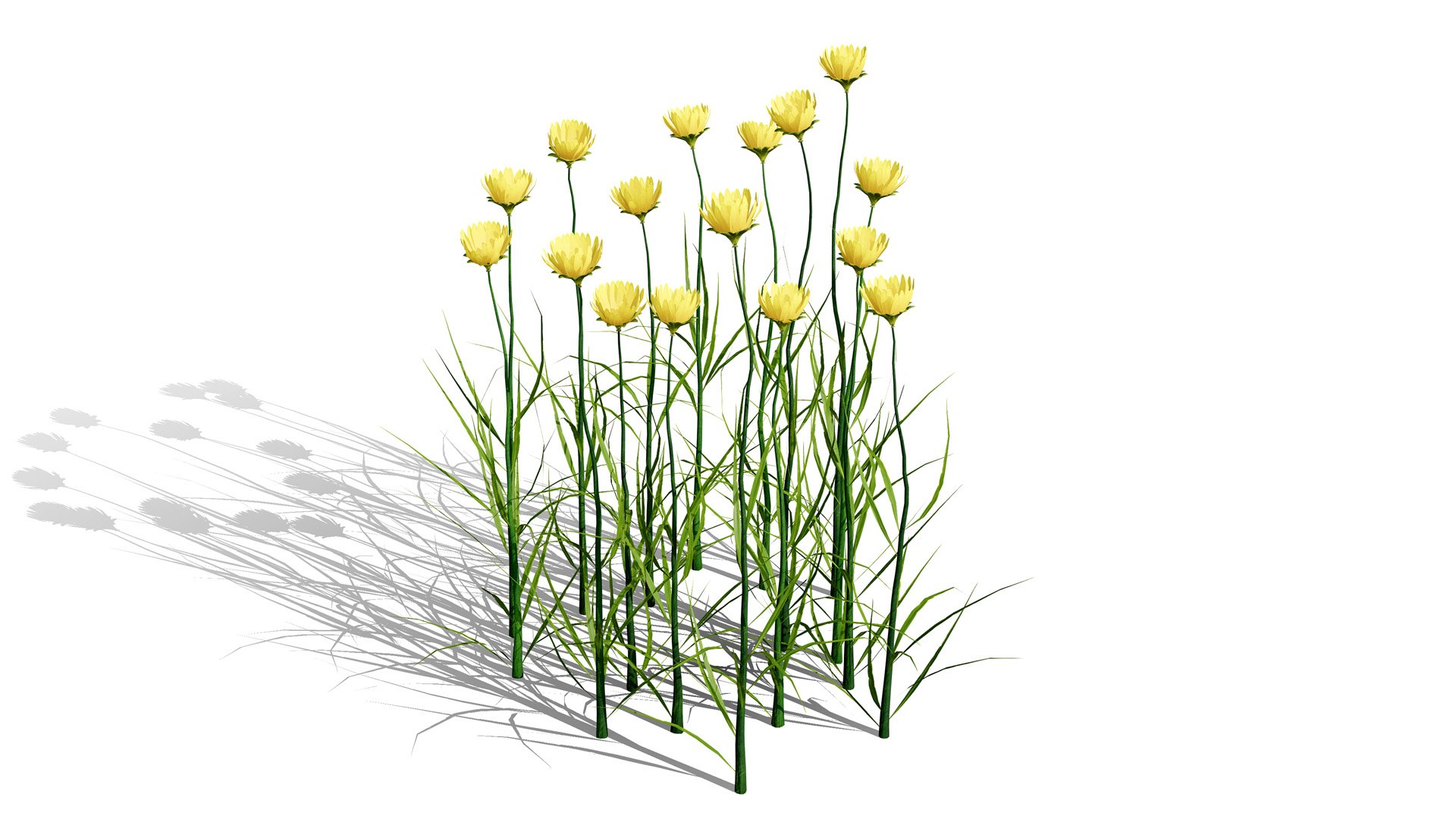 Game-Ready North American Wildflowers model https://p.turbosquid.com/ts-thumb/RQ/t4B6Yq/mS/goatsbeardyellowl/jpg/1781122051/1920x1080/fit_q87/9a38312e18e3bff4d04d6c6f20cc4a87b70dfa31/goatsbeardyellowl.jpg