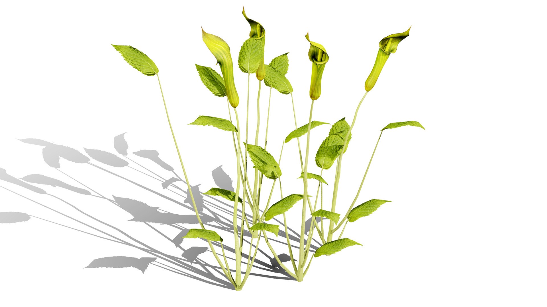 Game-Ready North American Wildflowers model https://p.turbosquid.com/ts-thumb/RQ/t4B6Yq/pu/jackinthepulpitl/jpg/1781122052/1920x1080/fit_q87/a4ce198759fea8265d7b35077445fc1cf2f7339f/jackinthepulpitl.jpg