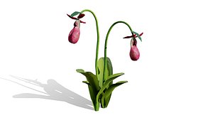 Game-Ready North American Wildflowers model