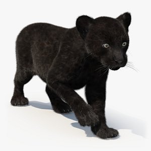 3D Panther Cub Wary Pose Fur for Cinema 4D model