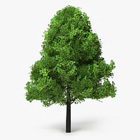 Realistic Lowpoly Tulip Tree
