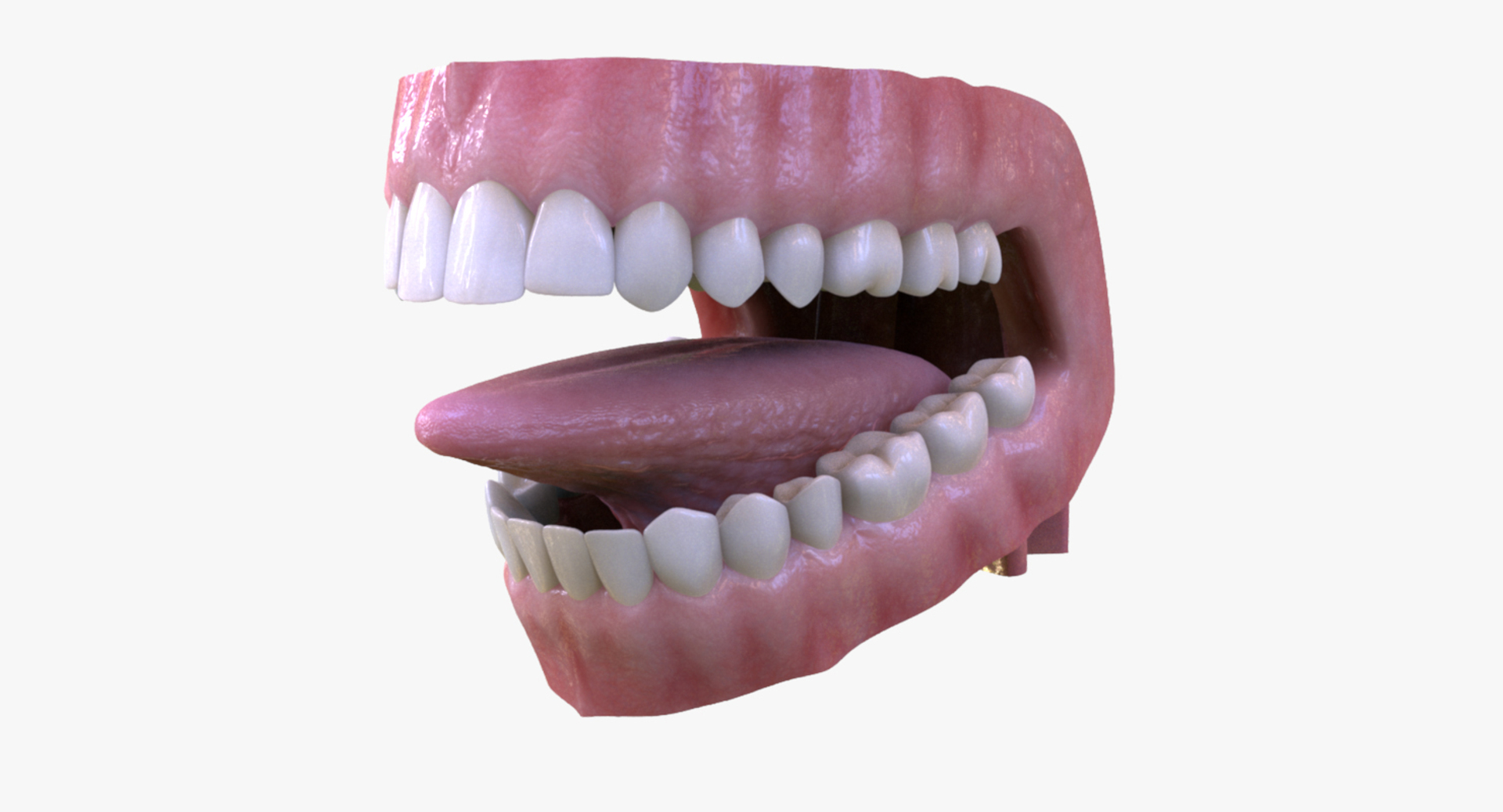 3d dental mouth realistic tongue model https://p.turbosquid.com/ts-thumb/RR/0nC4en/LWj1uUfQ/mouthturntable/jpg/1444756336/1920x1080/turn_fit_q99/f1587e03bea48196fba031191c61daf03a58df19/mouthturntable-1.jpg