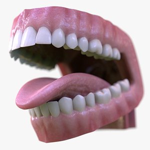 Realistic Mouth Teeth Tongue