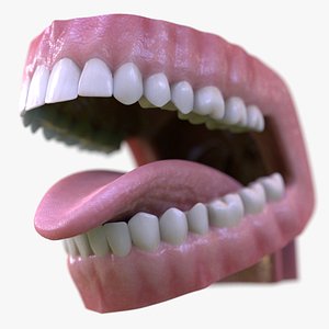 Realistic Mouth Teeth Tongue