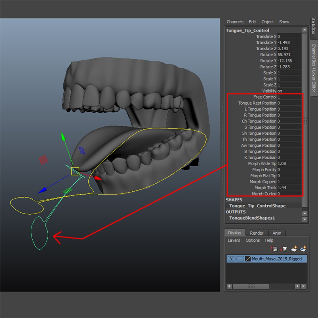 3d dental mouth realistic tongue model