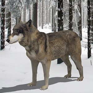 3d realistic low-poly wolf model