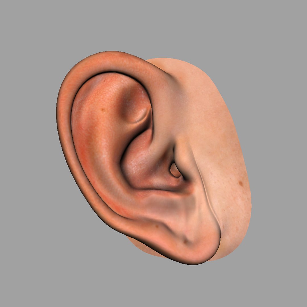 D Realistic Human Ear Model TurboSquid