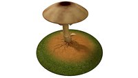 Mycelium