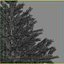 Christmas Tree 02