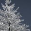 Christmas Tree 02