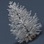 Christmas Tree 02