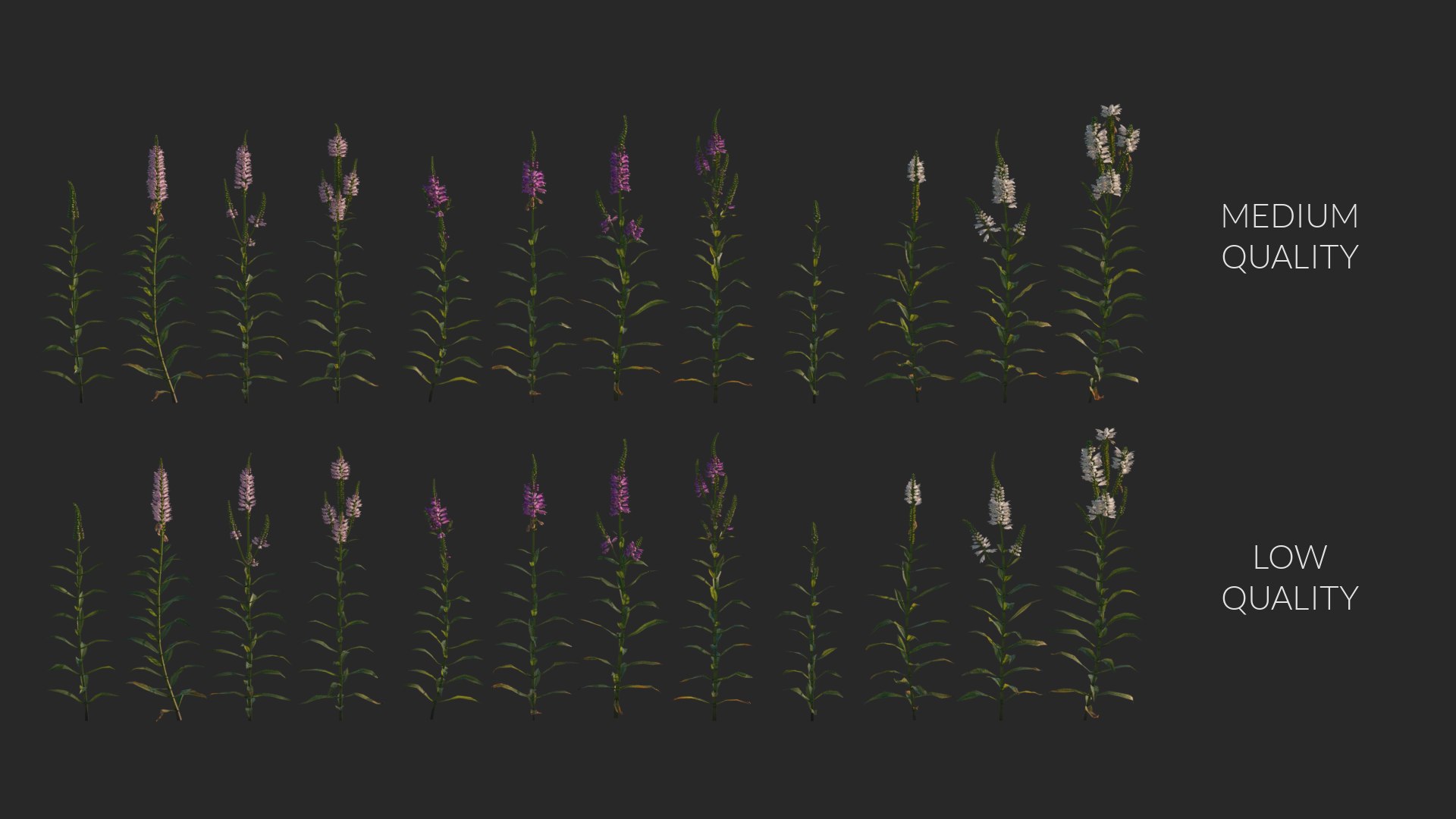 physostegia virginiana 3D model https://p.turbosquid.com/ts-thumb/RR/LRn3YP/3knP93Nx/3dflowercollectionvol03physostegiavirginiana_08/png/1604504982/1920x1080/fit_q87/85cc2b828baee663e7aa855287a8c0e72024e52f/3dflowercollectionvol03physostegiavirginiana_08.jpg