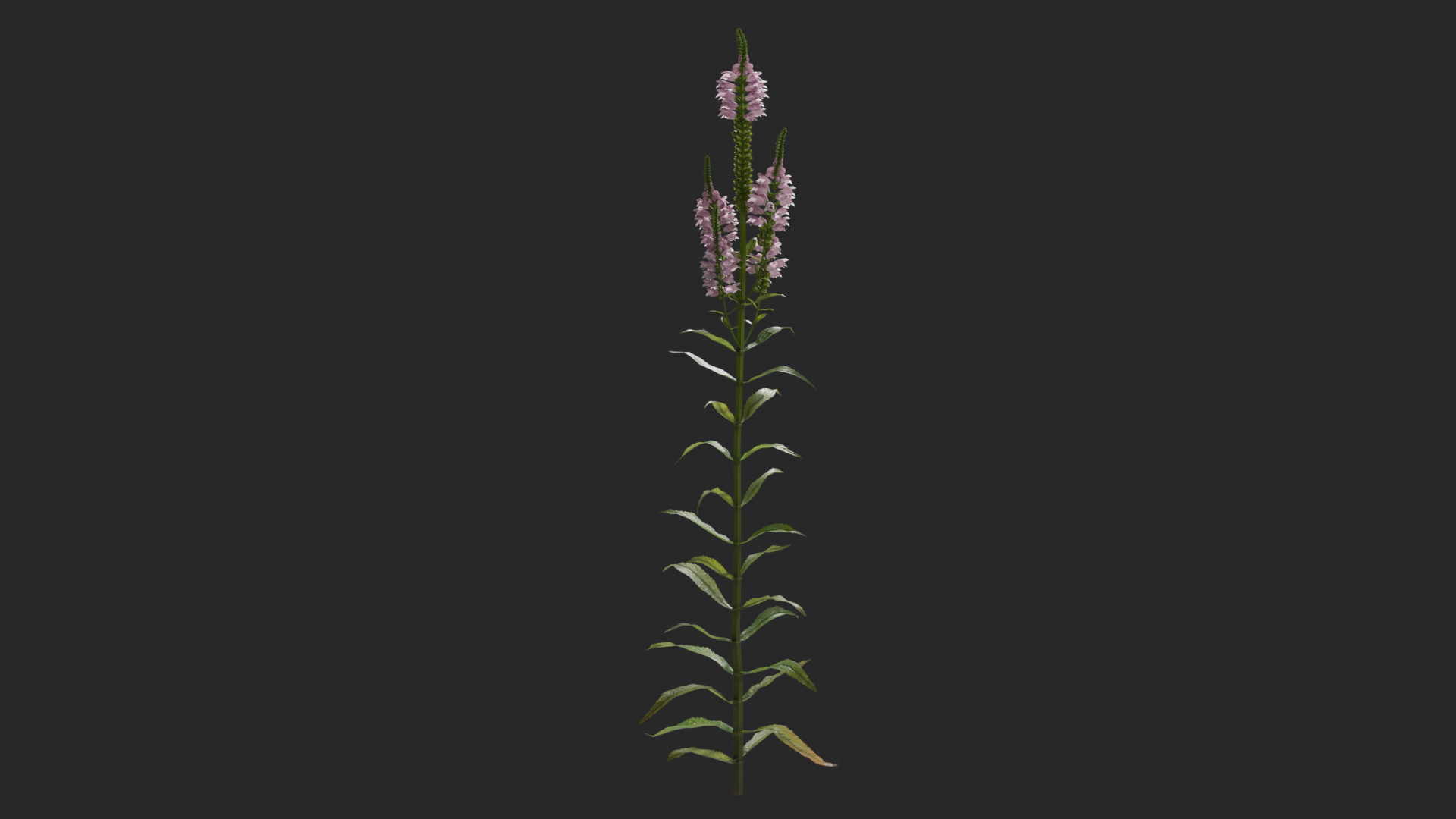 physostegia virginiana 3D model https://p.turbosquid.com/ts-thumb/RR/LRn3YP/60XsvGXg/physostegiavirginiana/png/1604511109/1920x1080/turn_fit_q99/10fa323efca173c5ea058be5e1ecdbe89d86d2c8/physostegiavirginiana-1.jpg