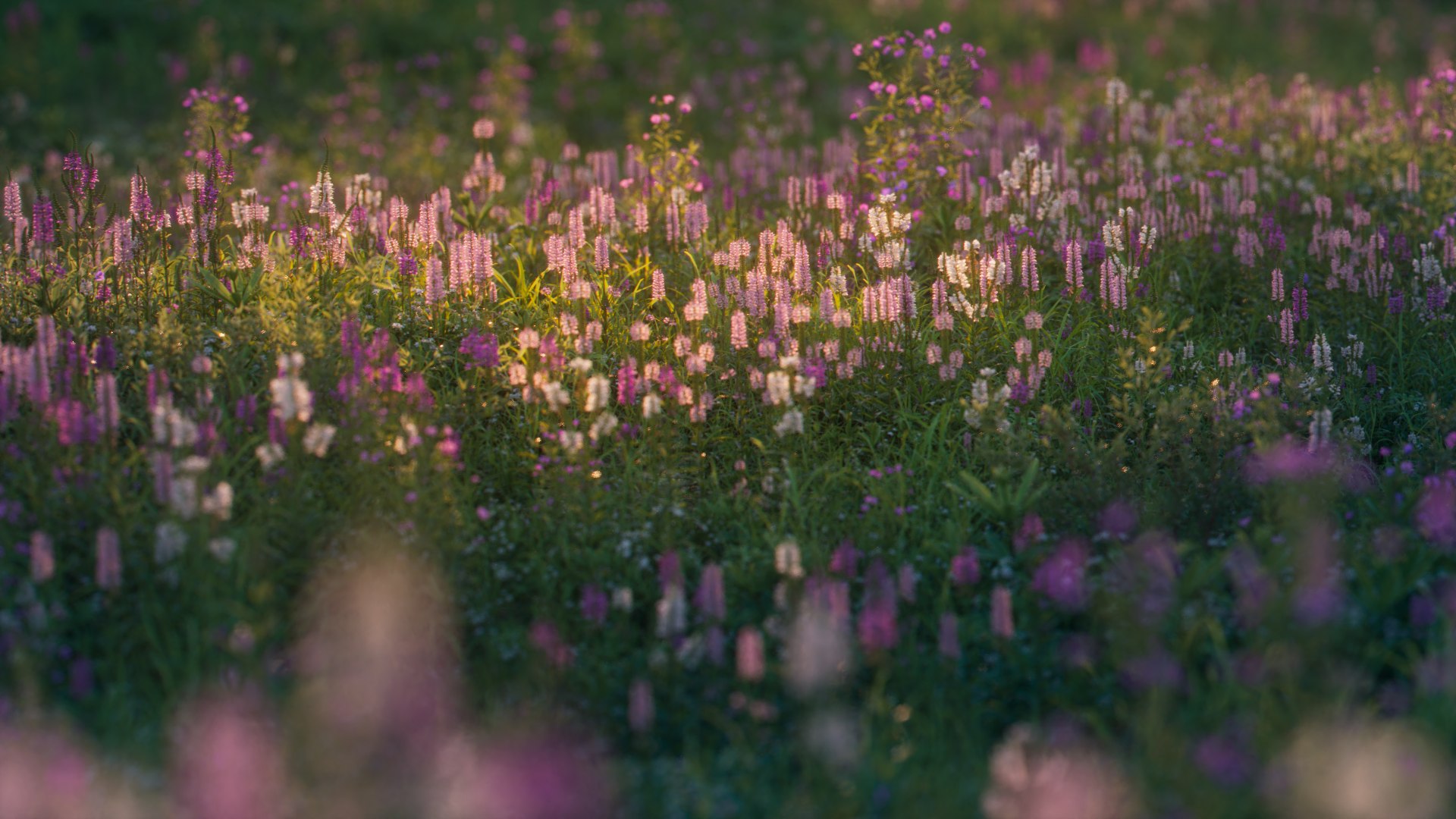 physostegia virginiana 3D model https://p.turbosquid.com/ts-thumb/RR/LRn3YP/AdINZWtP/3dflowercollectionvol03physostegiavirginiana_02/png/1604504964/1920x1080/fit_q87/84fdce599650ffdec8d4c015aa4ce0d83ae77fe1/3dflowercollectionvol03physostegiavirginiana_02.jpg