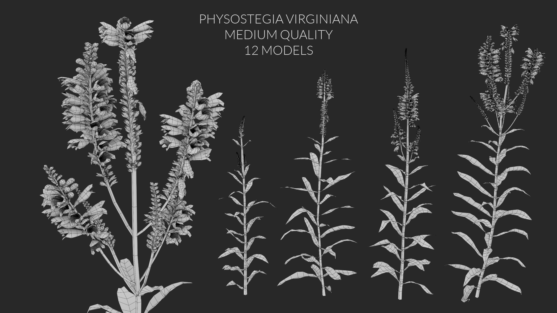 physostegia virginiana 3D model https://p.turbosquid.com/ts-thumb/RR/LRn3YP/Fqe4BfxQ/3dflowercollectionvol03physostegiavirginiana_04/png/1604504967/1920x1080/fit_q87/443327972679fa43286e5ecdb718281e6256e9fb/3dflowercollectionvol03physostegiavirginiana_04.jpg