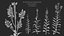 Physostegia virginiana