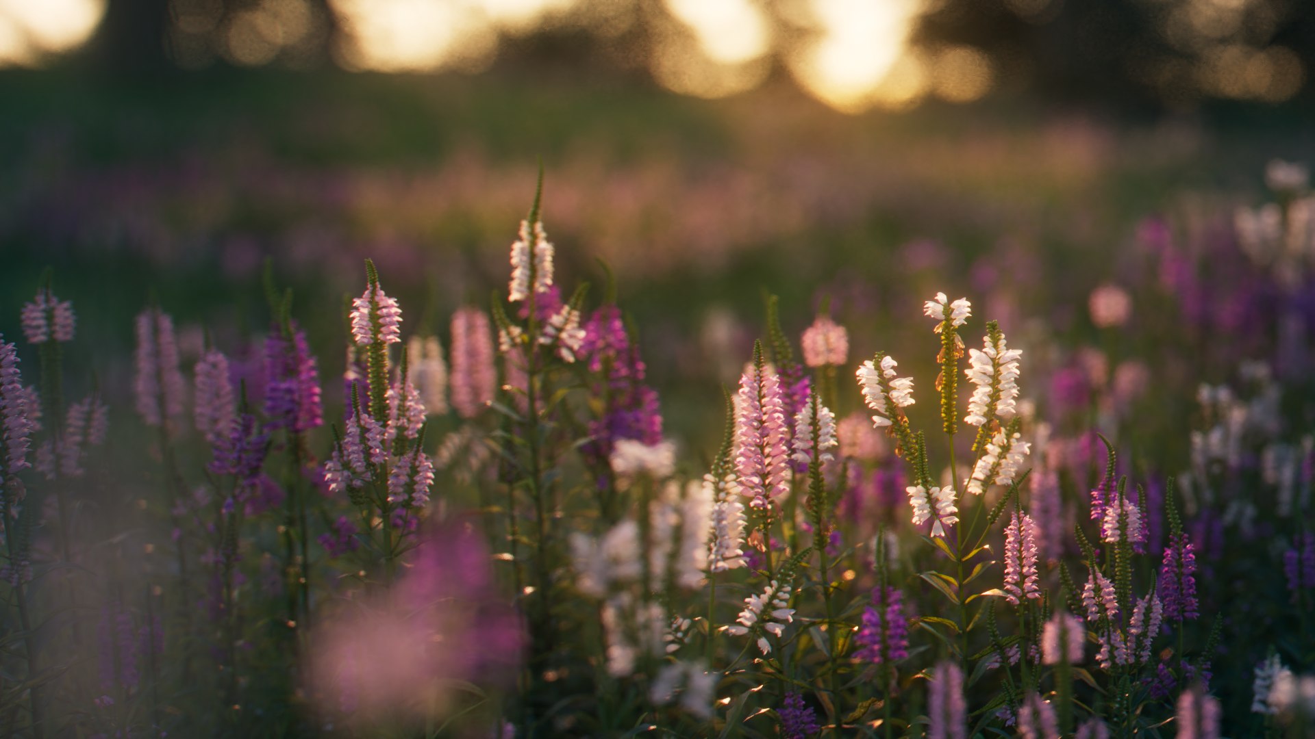 physostegia virginiana 3D model https://p.turbosquid.com/ts-thumb/RR/LRn3YP/VrgK7D2y/3dflowercollectionvol03physostegiavirginiana_00/png/1604504938/1920x1080/fit_q87/840d3372283895cde0fbbffa31e73f476cbd4fe6/3dflowercollectionvol03physostegiavirginiana_00.jpg