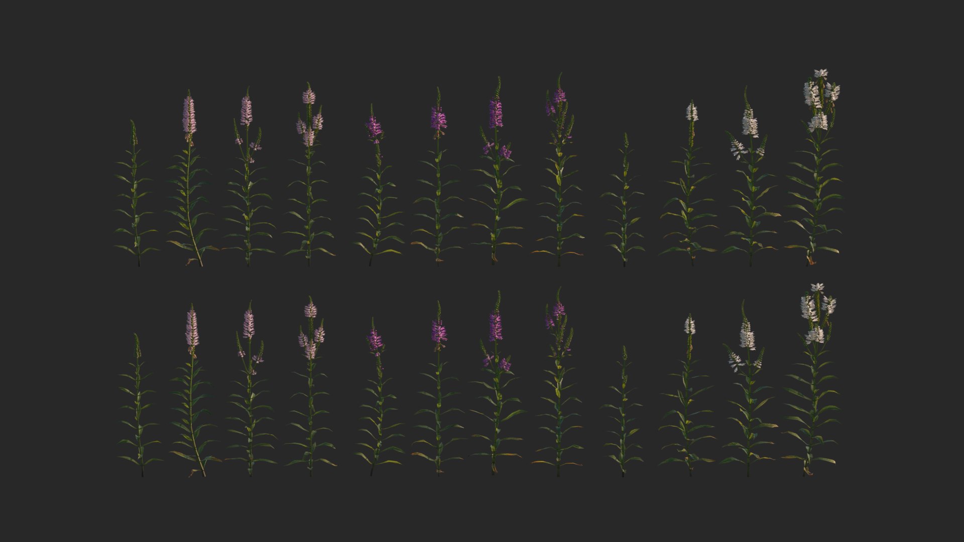 physostegia virginiana 3D model https://p.turbosquid.com/ts-thumb/RR/LRn3YP/qzOdZY3c/3dflowercollectionvol03physostegiavirginiana_16/png/1604504989/1920x1080/fit_q87/f60d3bab39ea1fd2dbbeccf83384c9158a23039e/3dflowercollectionvol03physostegiavirginiana_16.jpg