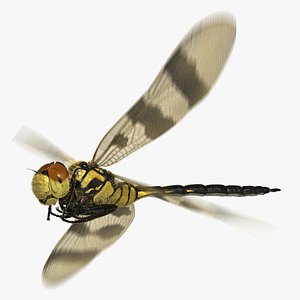 Dragonfly Halloween Pennant (Animated)
