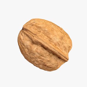 photorealistic walnut model