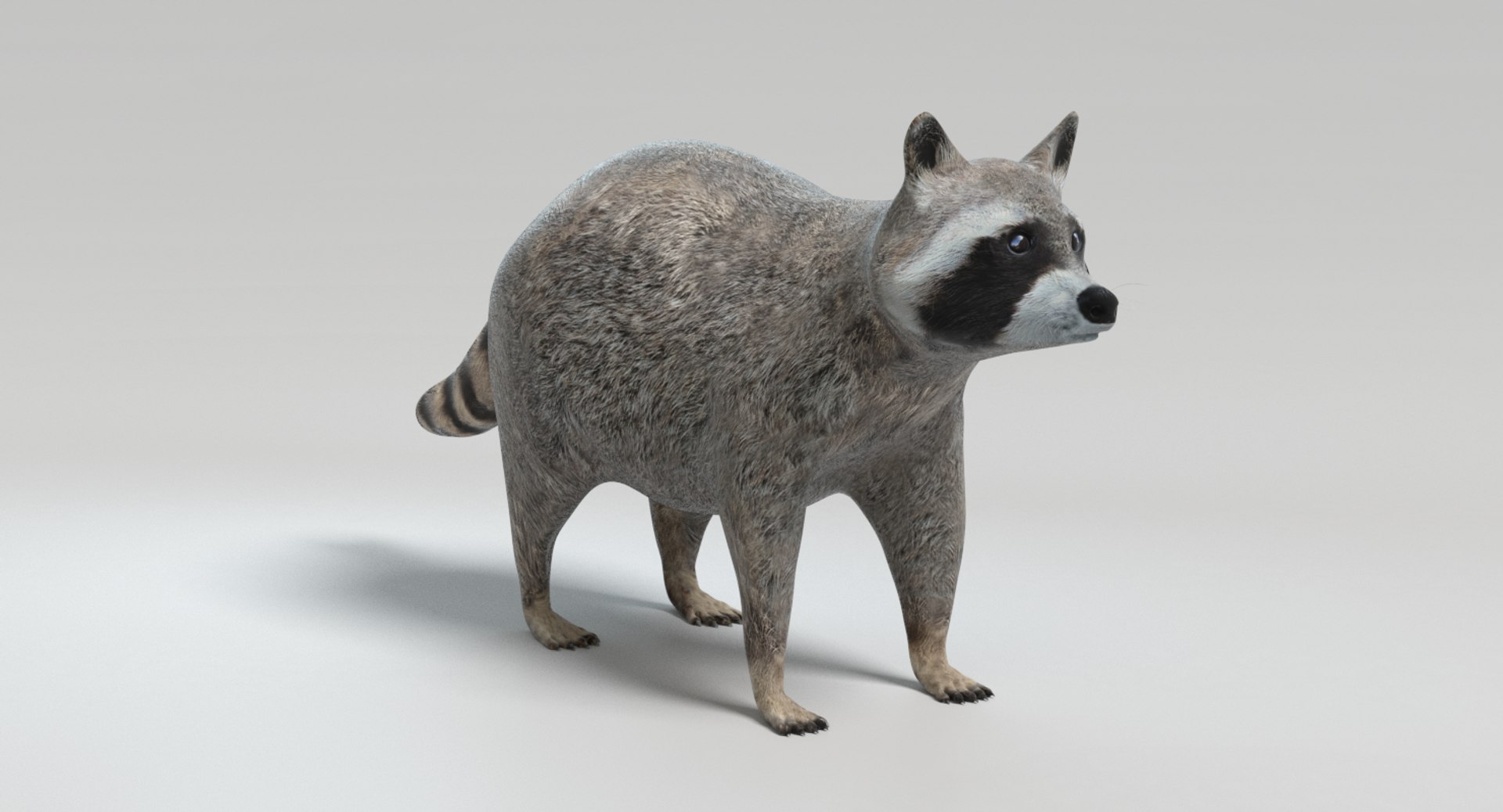 3D raccoon animations model https://p.turbosquid.com/ts-thumb/RR/nT09RO/8q0geIn2/images0036/png/1504050054/1920x1080/fit_q87/f2bca92d490843d00b0a158d7bff2cff2cef11de/images0036.jpg