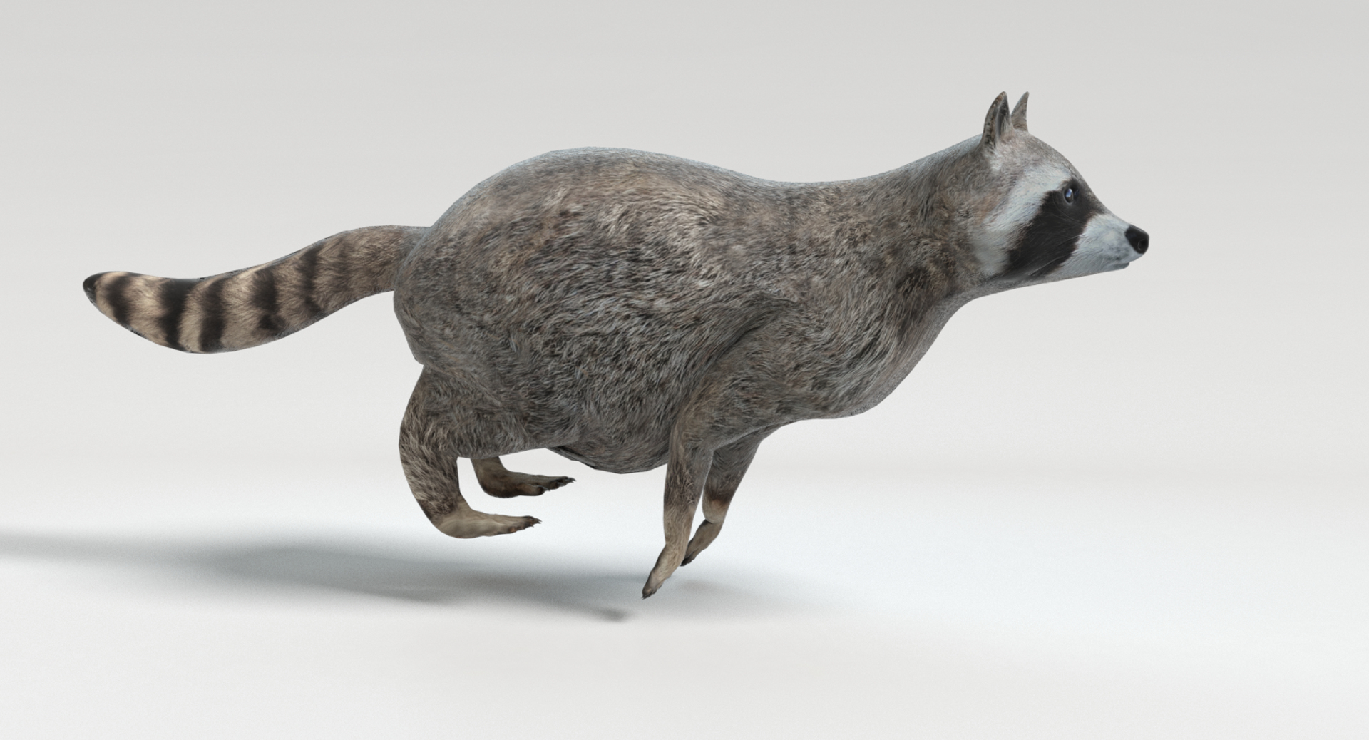 3D raccoon animations model https://p.turbosquid.com/ts-thumb/RR/nT09RO/Aaf7yLFN/images/png/1504050215/1920x1080/turn_fit_q99/f154dc40ca9d19f92db583837f279589ac997a30/images-1.jpg