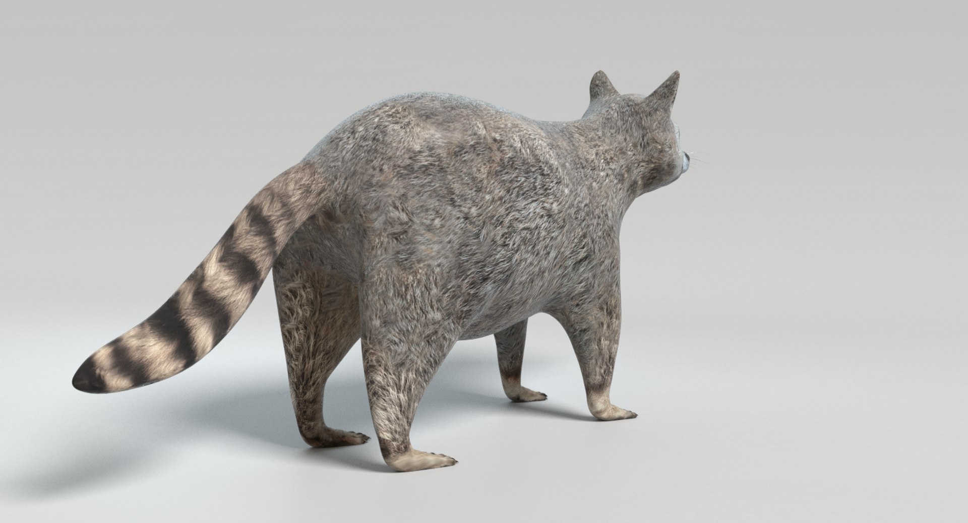 3D raccoon animations model https://p.turbosquid.com/ts-thumb/RR/nT09RO/DbcZMQir/images0010/png/1504050053/1920x1080/fit_q87/ab5eb3527cf0ece01cc33d4cabc61833681b1dd5/images0010.jpg